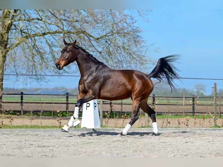 KWPN Giumenta 3 Anni 162 cm Baio ciliegia in Oud Gastel