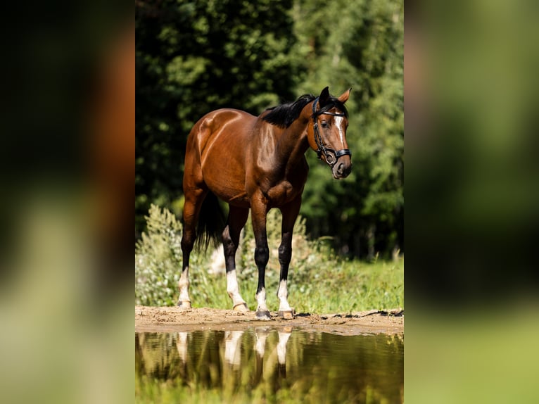 KWPN Giumenta 3 Anni 162 cm Baio ciliegia in Susteren