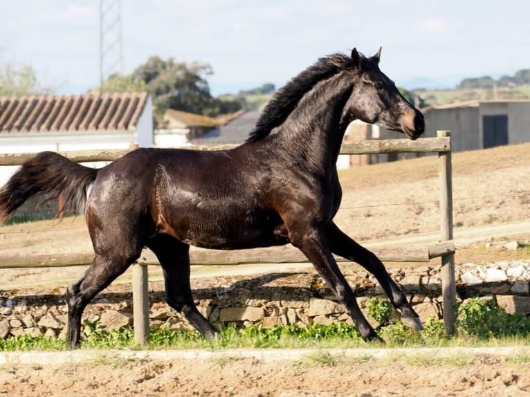 KWPN Giumenta 3 Anni 162 cm Morello in Navas Del Madroño