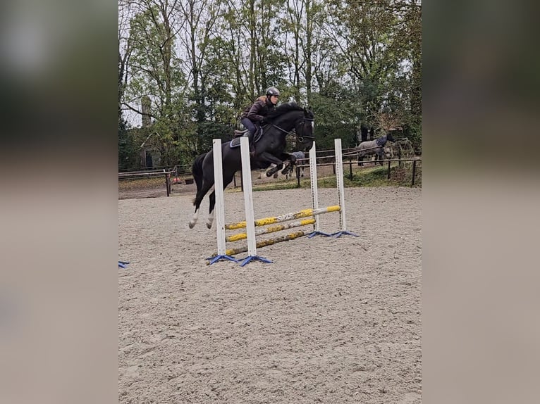 KWPN Giumenta 3 Anni 162 cm Morello in Drongelen