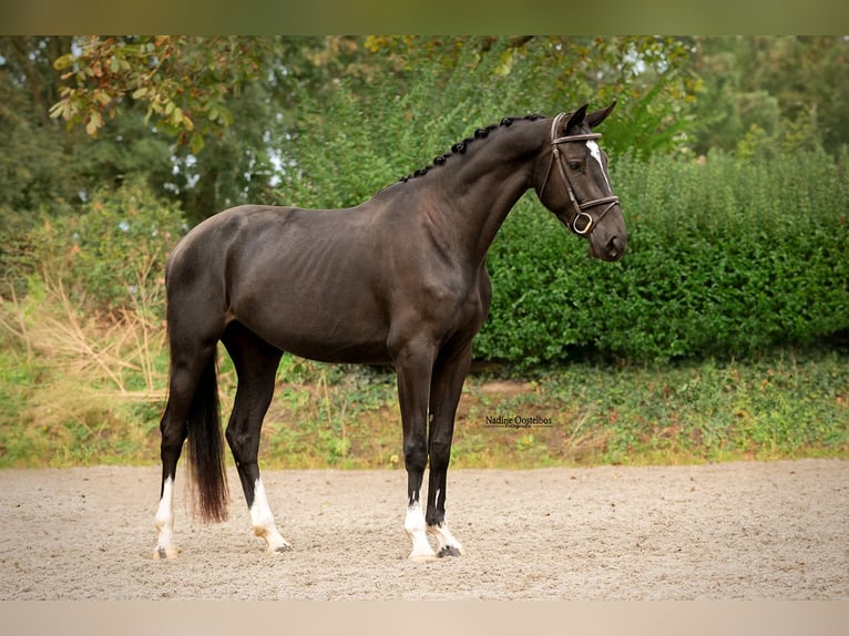 KWPN Giumenta 3 Anni 162 cm Morello in Drongelen