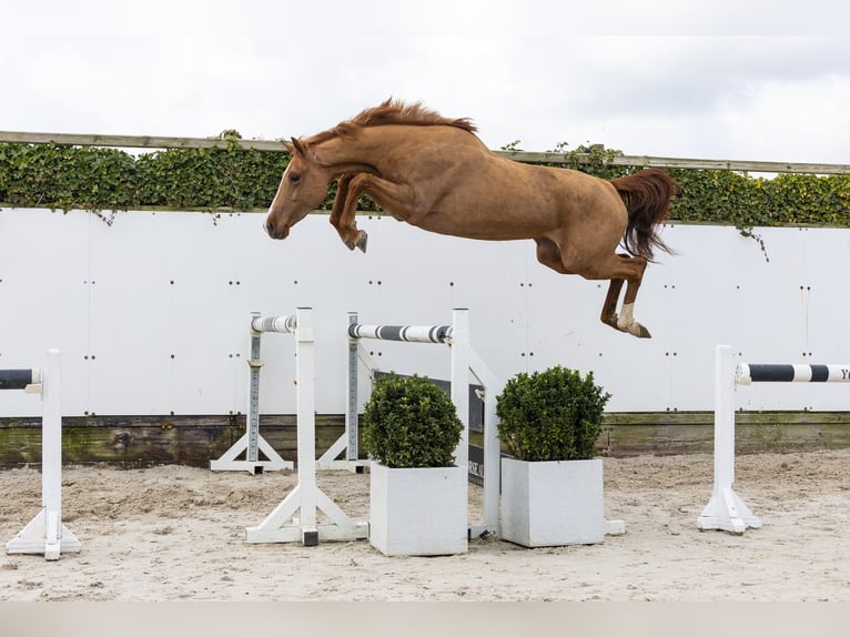 KWPN Giumenta 3 Anni 162 cm Sauro in Waddinxveen