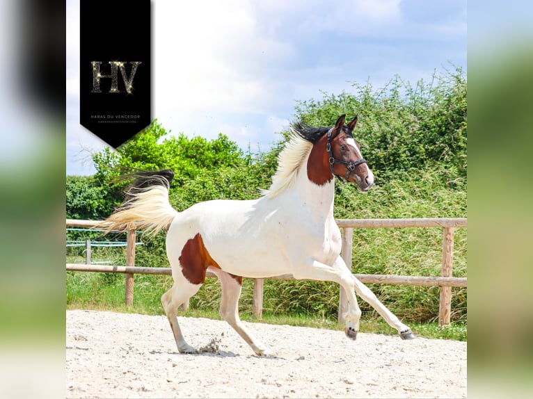 KWPN Giumenta 3 Anni 162 cm Tobiano-tutti i colori in Marly-sous-Issy