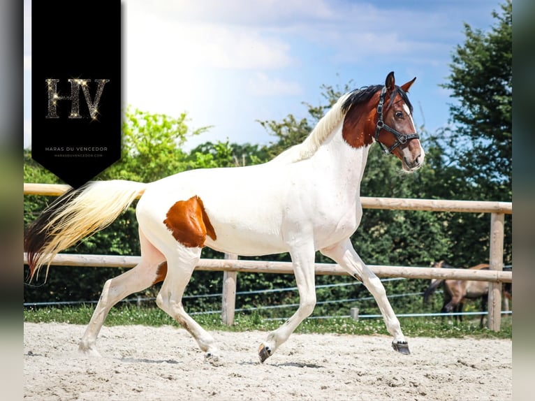 KWPN Giumenta 3 Anni 162 cm Tobiano-tutti i colori in Marly-sous-Issy