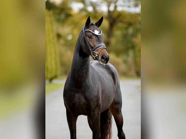 KWPN Giumenta 3 Anni 163 cm Baio nero in Steinfurt