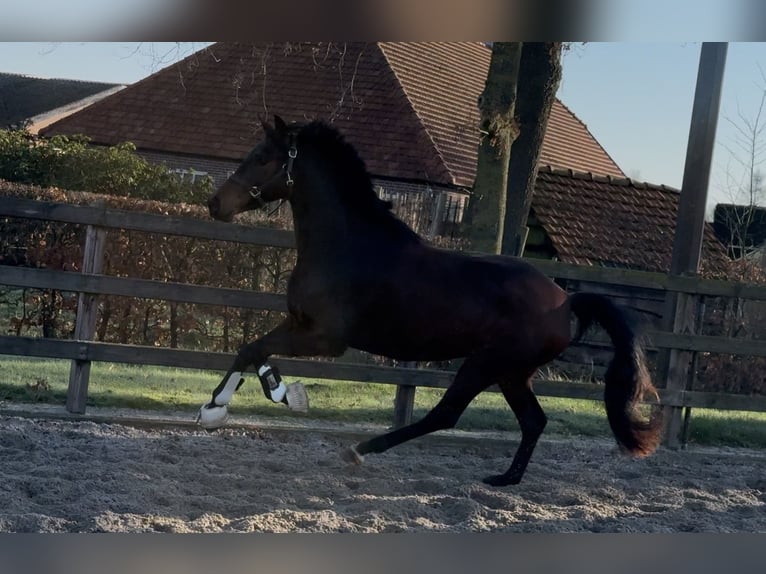 KWPN Giumenta 3 Anni 163 cm Baio scuro in Moergestel