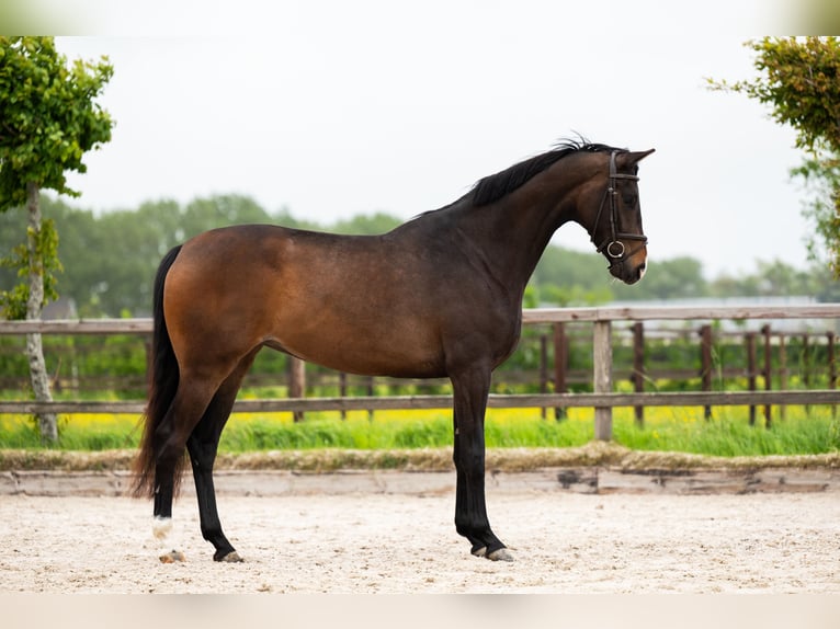 KWPN Giumenta 3 Anni 163 cm Baio scuro in Nieuw-Vennep