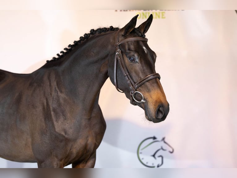 KWPN Giumenta 3 Anni 163 cm Baio scuro in Heerde