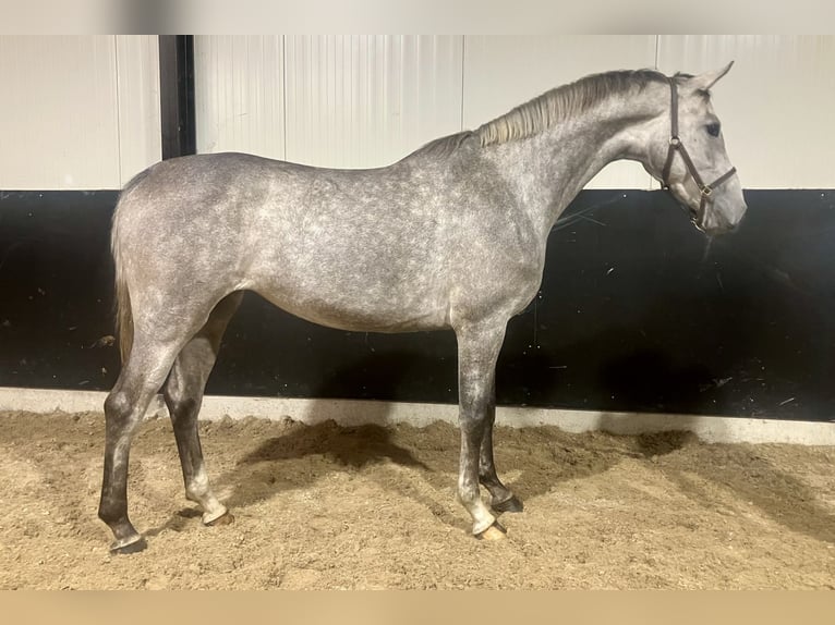 KWPN Giumenta 3 Anni 163 cm Grigio in Bladel