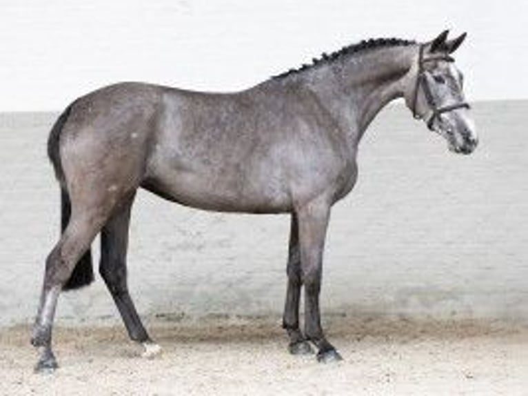 KWPN Giumenta 3 Anni 163 cm Grigio in Heerde