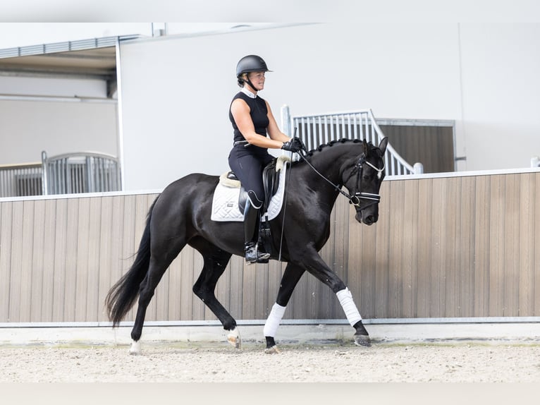 KWPN Giumenta 3 Anni 163 cm Morello in Hindeloopen
