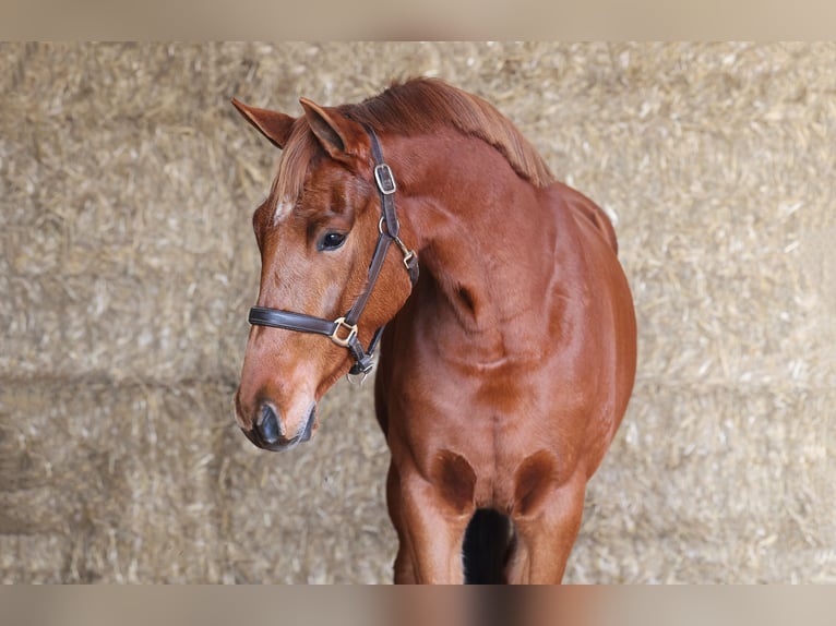 KWPN Giumenta 3 Anni 163 cm Sauro scuro in Moergestel