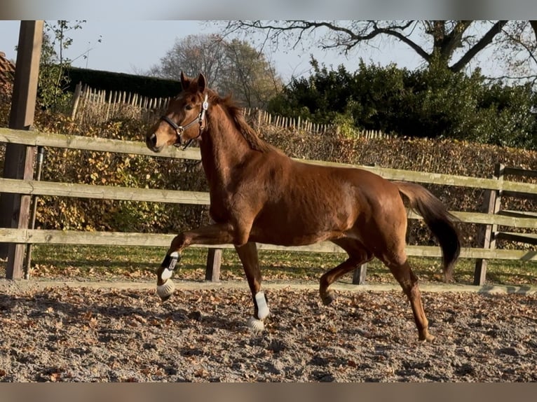KWPN Giumenta 3 Anni 163 cm Sauro scuro in Moergestel