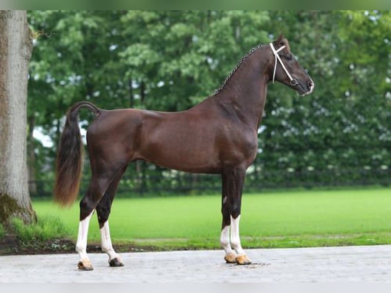 KWPN Giumenta 3 Anni 164 cm Baio in Żyraków