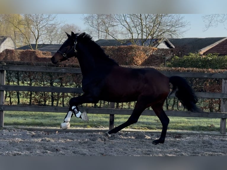 KWPN Giumenta 3 Anni 164 cm Baio scuro in Moergestel