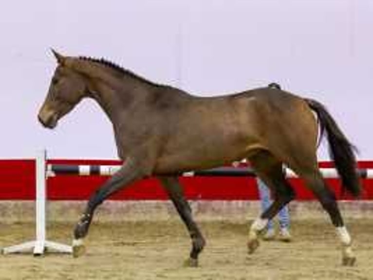 KWPN Giumenta 3 Anni 164 cm Baio scuro in Waddinxveen