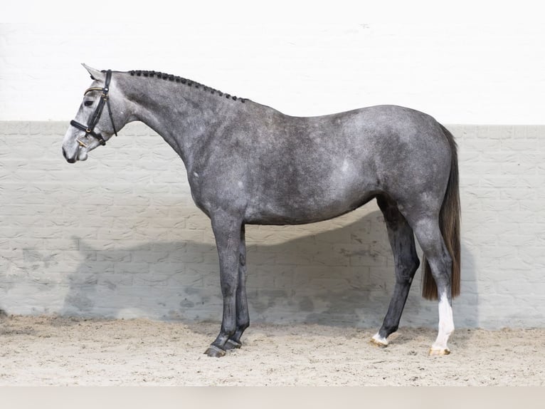 KWPN Giumenta 3 Anni 164 cm Grigio in Heerde