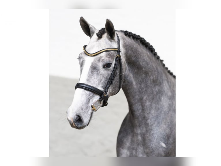 KWPN Giumenta 3 Anni 164 cm Grigio in Heerde