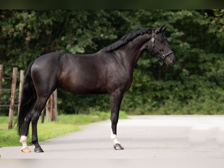 KWPN Giumenta 3 Anni 164 cm Morello in Wijk bij Duurstede