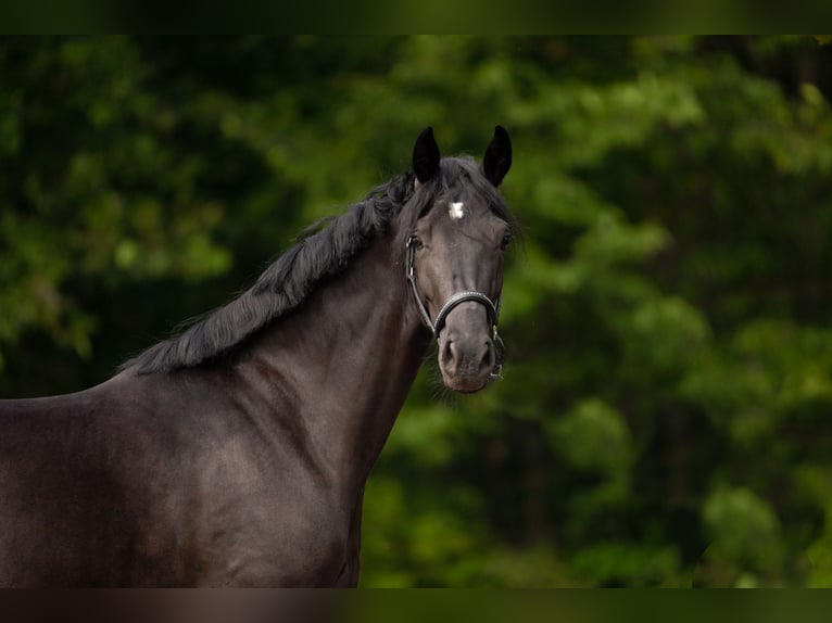 KWPN Giumenta 3 Anni 164 cm Morello in Wijk bij Duurstede