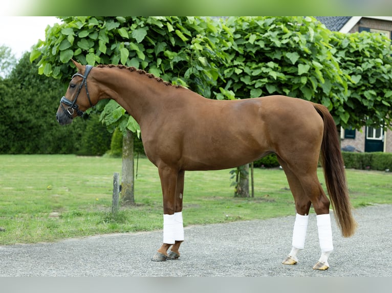 KWPN Giumenta 3 Anni 164 cm Sauro in Velddriel