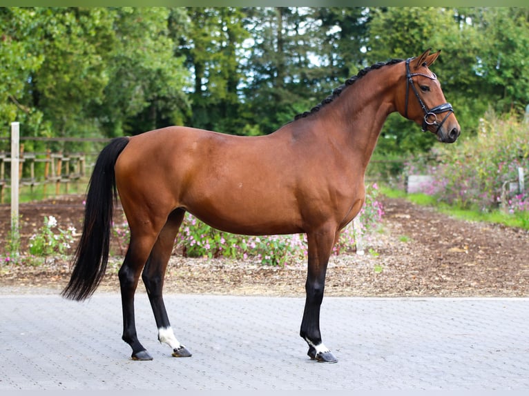 KWPN Giumenta 3 Anni 165 cm Baio in Lienen