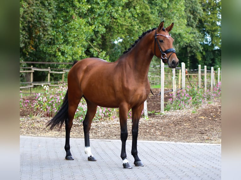 KWPN Giumenta 3 Anni 165 cm Baio in Lienen