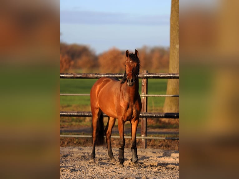 KWPN Giumenta 3 Anni 165 cm Baio in Harreveld