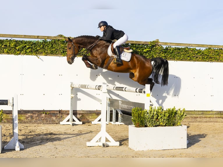 KWPN Giumenta 3 Anni 165 cm Baio in Waddinxveen