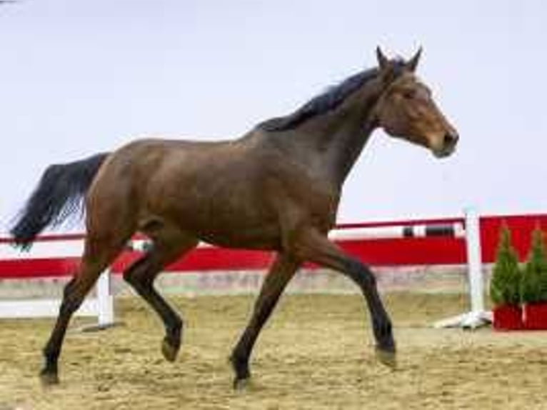 KWPN Giumenta 3 Anni 165 cm Baio in Waddinxveen