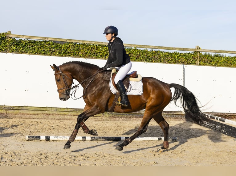 KWPN Giumenta 3 Anni 165 cm Baio in Waddinxveen