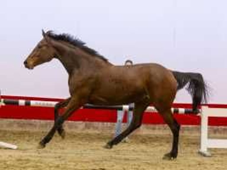 KWPN Giumenta 3 Anni 165 cm Baio in Waddinxveen