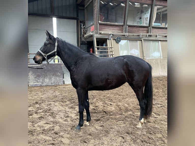 KWPN Giumenta 3 Anni 165 cm Baio nero in Sint-Oedenrode