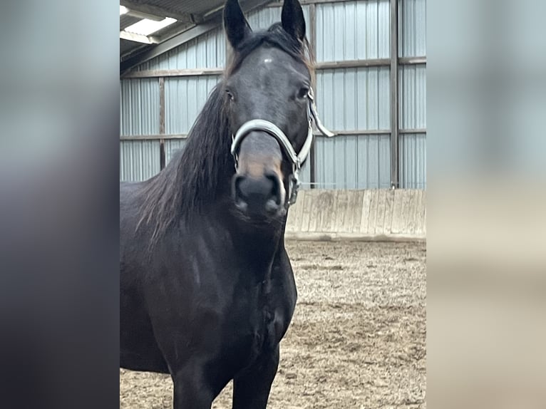 KWPN Giumenta 3 Anni 165 cm Baio nero in Sint-Oedenrode