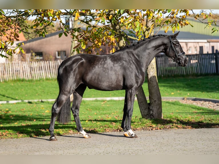 KWPN Giumenta 3 Anni 165 cm Baio nero in GROTE-BROGEL
