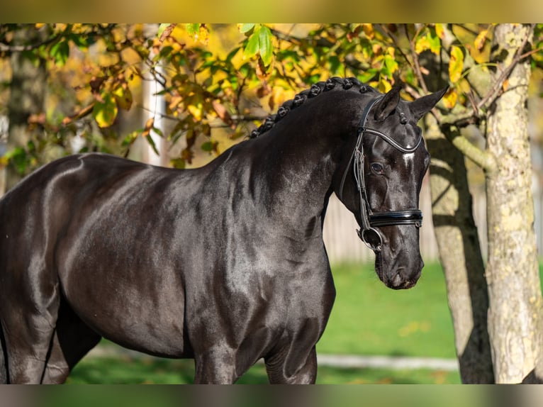 KWPN Giumenta 3 Anni 165 cm Baio nero in GROTE-BROGEL