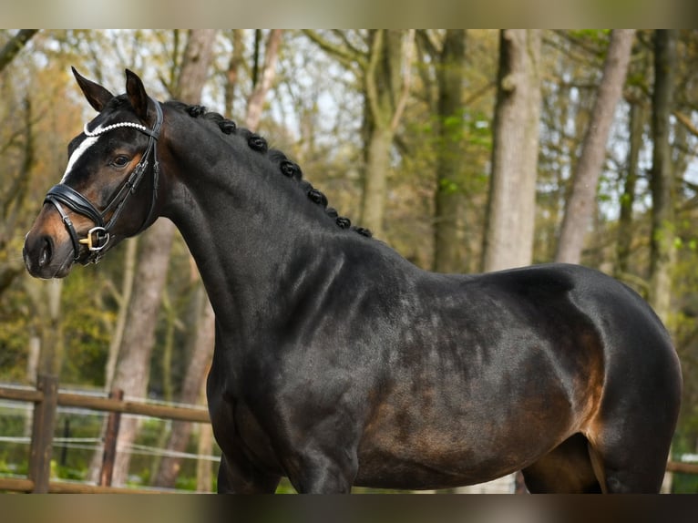 KWPN Giumenta 3 Anni 165 cm Baio scuro in Loon op Zand