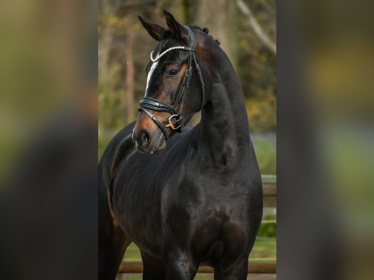 KWPN Giumenta 3 Anni 165 cm Baio scuro in Loon op Zand