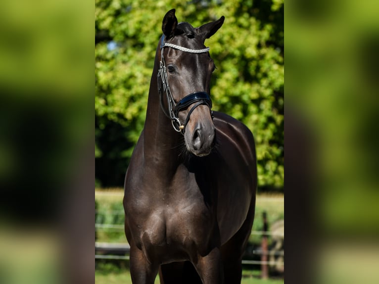 KWPN Giumenta 3 Anni 165 cm Baio scuro in Loon op Zand