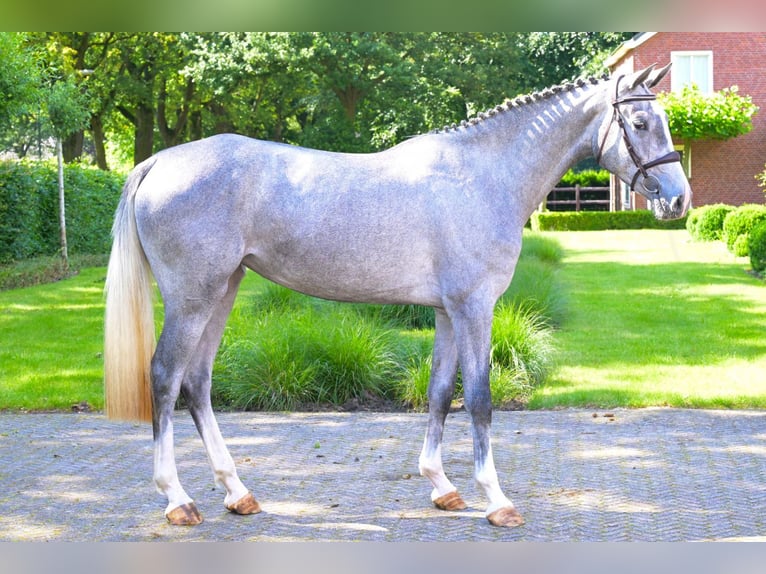 KWPN Giumenta 3 Anni 165 cm Grigio in Bladel