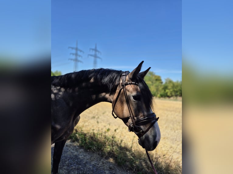KWPN Giumenta 3 Anni 165 cm Grigio in Bruchsal