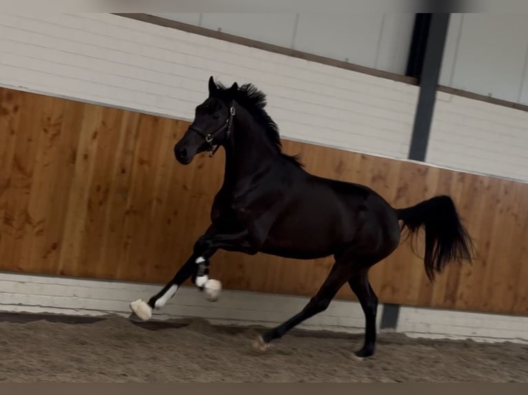 KWPN Giumenta 3 Anni 165 cm Morello in moergestel