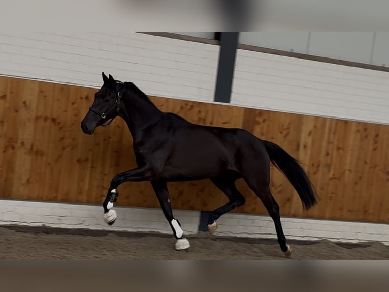 KWPN Giumenta 3 Anni 165 cm Morello in Moergestel