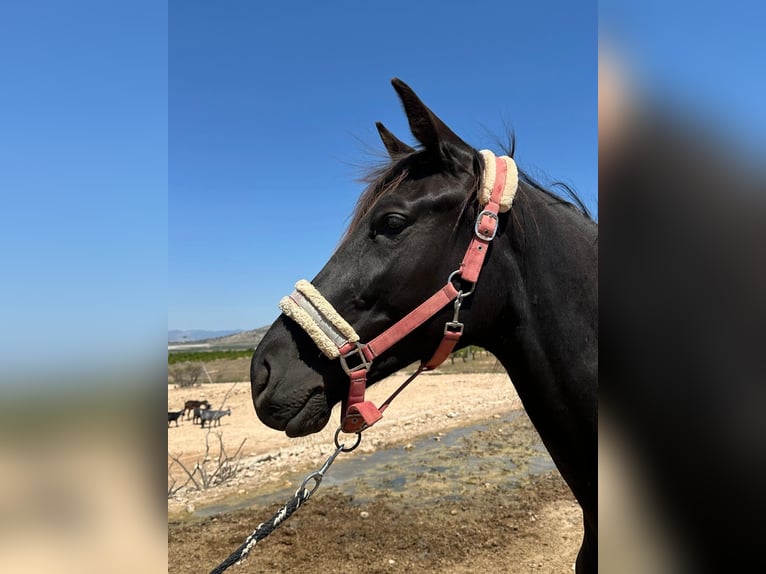 KWPN Giumenta 3 Anni 165 cm Morello in Monóvar