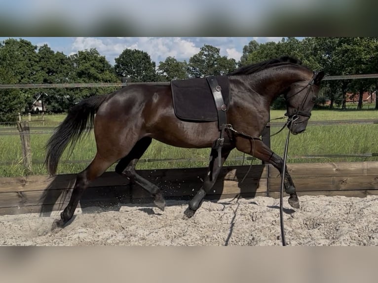KWPN Giumenta 3 Anni 165 cm Morello in Nordhorn