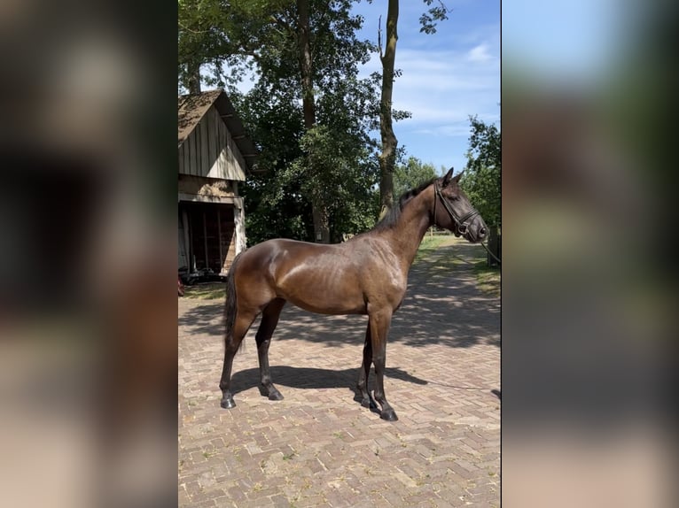 KWPN Giumenta 3 Anni 165 cm Morello in Nordhorn