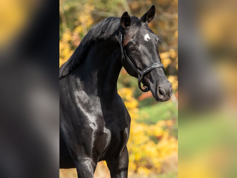 KWPN Giumenta 3 Anni 165 cm Morello in Peer