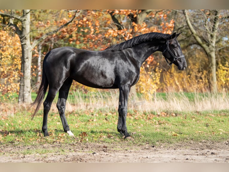 KWPN Giumenta 3 Anni 165 cm Morello in Peer