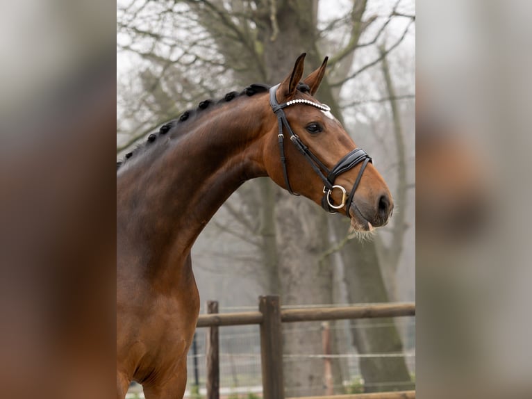 KWPN Giumenta 3 Anni 166 cm Baio in Loon op Zand