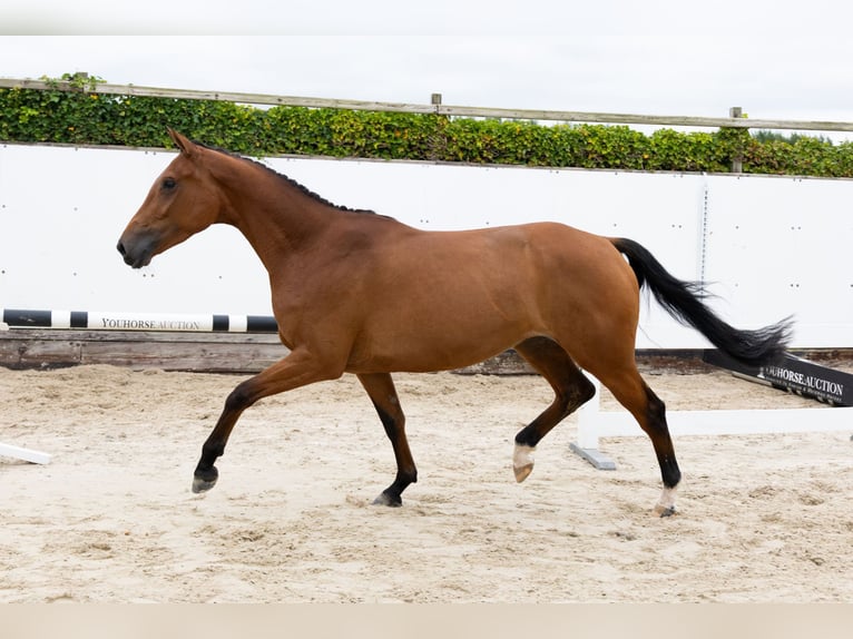 KWPN Giumenta 3 Anni 166 cm Baio in Waddinxveen KWPN Giumenta 3 Anni 166 cm Baio in Waddinxveen